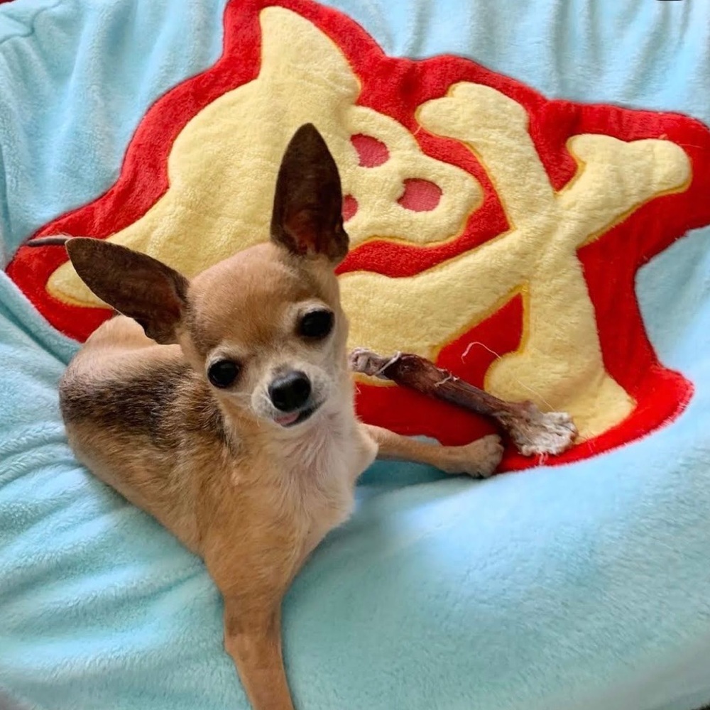 Dog Bed Cover ChiSkull Boy